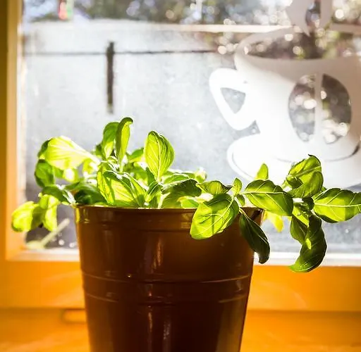 Lavender Apt. W. Balcony In Old Town Apartmán Zadar